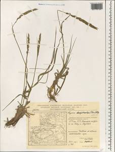 Leymus secalinus (Georgi) Tzvelev, South Asia, South Asia (Asia outside ex-Soviet states and Mongolia) (ASIA) (China)