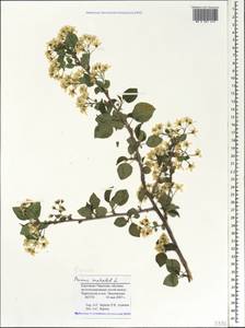 Prunus mahaleb L., Caucasus, Stavropol Krai, Karachay-Cherkessia & Kabardino-Balkaria (K1b) (Russia)