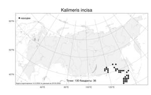 Kalimeris incisa (Fisch.) DC., Atlas of the Russian Flora (FLORUS) (Russia)