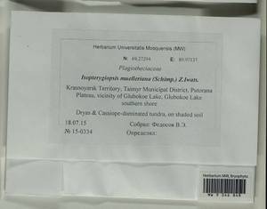 Isopterygiopsis catagonioides (Broth.) Ignatov & Ignatova, Bryophytes, Bryophytes - Krasnoyarsk Krai, Tyva & Khakassia (B17) (Russia)