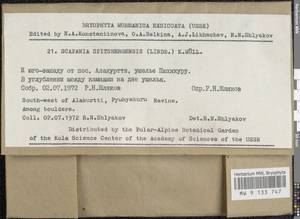 Scapania spitsbergensis (Lindb.) Müll. Frib., Bryophytes, Bryophytes - Karelia, Leningrad & Murmansk Oblasts (B4) (Russia)