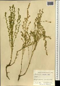 Artemisia caespitosa Ledeb., Mongolia (MONG) (Mongolia)