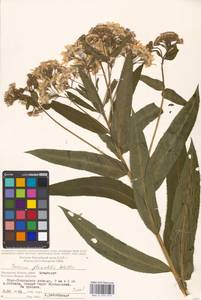 Senecio sarracenicus L., Eastern Europe, Moscow region (E4a) (Russia)