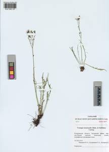 Crepidiastrum tenuifolium (Willd.) Sennikov, Siberia, Altai & Sayany Mountains (S2) (Russia)