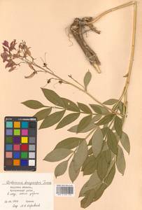Dictamnus dasycarpus Turcz., Siberia, Russian Far East (S6) (Russia)