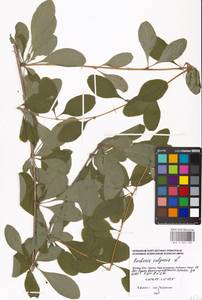 Berberis vulgaris L., Eastern Europe, Moscow region (E4a) (Russia)