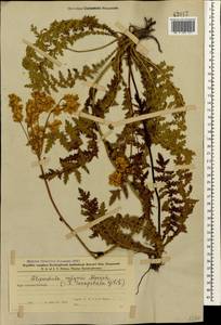 Filipendula vulgaris Moench, Caucasus, Azerbaijan (K6) (Azerbaijan)