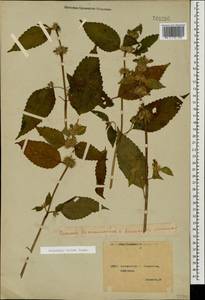 Galeopsis bifida Boenn., Caucasus, Georgia (K4) (Georgia)