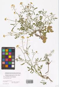 Rorippa brachycarpa (C.A.Mey.) Hayek, Eastern Europe, Lower Volga region (E9) (Russia)