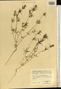Pyankovia brachiata (Pall.) Akhani & Roalson, Middle Asia, Caspian Ustyurt & Northern Aralia (M8) (Kazakhstan)