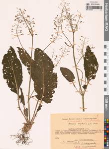 Armoracia sisymbrioides (DC.) N.Busch ex Ganesh, Siberia, Yakutia (S5) (Russia)