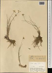 Allium tenuissimum L., Mongolia (MONG) (Mongolia)