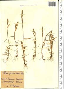 Phleum paniculatum Huds., Caucasus, Azerbaijan (K6) (Azerbaijan)