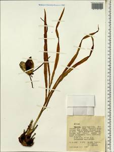 Allium, Africa (AFR) (Ethiopia)