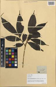 Ficus scaberrima Bl., South Asia, South Asia (Asia outside ex-Soviet states and Mongolia) (ASIA) (Philippines)