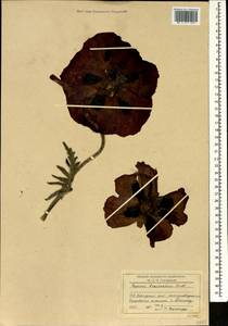 Papaver bracteatum Lindl., Caucasus, Stavropol Krai, Karachay-Cherkessia & Kabardino-Balkaria (K1b) (Russia)