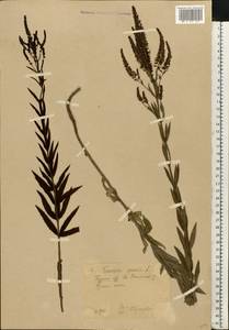 Veronica spuria L., Eastern Europe, Central forest-and-steppe region (E6) (Russia)