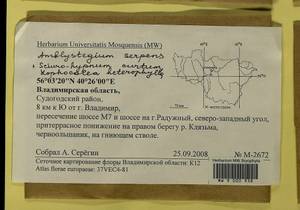 Amblystegium serpens (Hedw.) Schimp., Bryophytes, Bryophytes - Middle Russia (B6) (Russia)