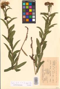 Pentanema hirtum (L.) D. Gut. Larr., Santos-Vicente, Anderb., E. Rico & M. M. Mart. Ort., Eastern Europe, Central forest-and-steppe region (E6) (Russia)