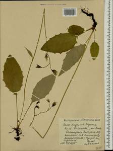 Hieracium diminuens (Norrl.) Norrl., Eastern Europe, Northern region (E1) (Russia)