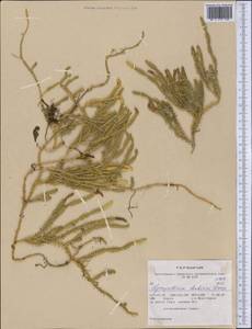 Spinulum annotinum subsp. alpestre (Hartm.) Uotila, America (AMER) (United States)