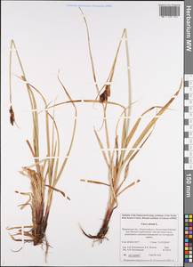 Carex atrata L., Eastern Europe, Northern region (E1) (Russia)