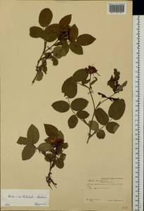 Rosa tomentosa Sm., Eastern Europe, Central forest-and-steppe region (E6) (Russia)