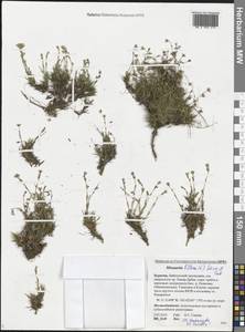 Cherleria biflora (L.) A. J. Moore & Dillenb., Siberia, Baikal & Transbaikal region (S4) (Russia)