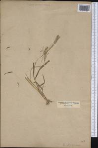 Leptochloa panicea (Retz.) Ohwi, America (AMER) (Not classified)