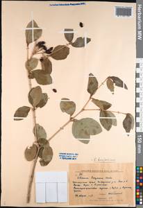 Viburnum burejaeticum Regel & Herder, Siberia, Russian Far East (S6) (Russia)