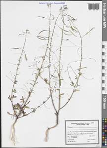 Cleome, South Asia, South Asia (Asia outside ex-Soviet states and Mongolia) (ASIA) (Iran)