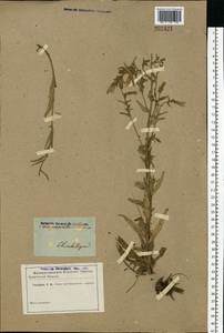 Campanula sibirica L., Eastern Europe, South Ukrainian region (E12) (Ukraine)