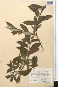 Salix argyracea E. L. Wolf, Middle Asia, Northern & Central Tian Shan (M4) (Kyrgyzstan)