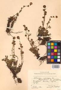 Artemisia norvegica, Eastern Europe, Eastern region (E10) (Russia)