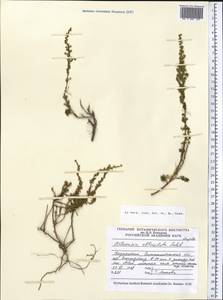 Artemisia obtusiloba, Middle Asia, Muyunkumy, Balkhash & Betpak-Dala (M9) (Kazakhstan)