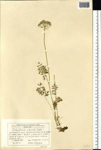 Pachypleurum mutellinoides (Crantz) Holub, Siberia, Central Siberia (S3) (Russia)
