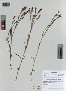 KUZ 004 431, Dianthus chinensis, Siberia, Altai & Sayany Mountains (S2) (Russia)