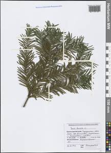 Taxus baccata L., Caucasus, Black Sea Shore (from Novorossiysk to Adler) (K3) (Russia)