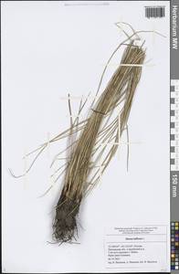 Juncus inflexus L., Eastern Europe, Middle Volga region (E8) (Russia)