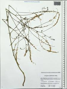 Astragalus melilotoides Pall., Siberia, Baikal & Transbaikal region (S4) (Russia)
