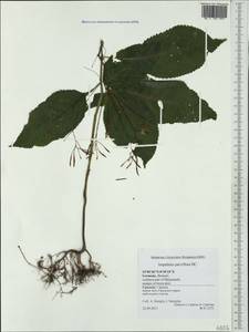 Impatiens parviflora, Western Europe (EUR) (Germany)