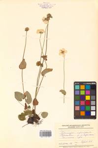 Parnassia palustris L., Siberia, Russian Far East (S6) (Russia)