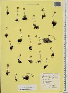 Omalotheca supina (L.) DC., Caucasus, South Ossetia (K4b) (South Ossetia)