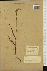 Anacamptis palustris (Jacq.) R.M.Bateman, Pridgeon & M.W.Chase, Western Europe (EUR) (Not classified)