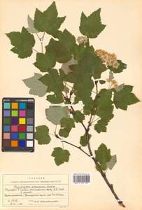 Physocarpus amurensis (Maxim.) Maxim., Siberia, Russian Far East (S6) (Russia)