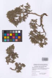 Nanophyton erinaceum (Pall.) Bunge, Eastern Europe, Eastern region (E10) (Russia)