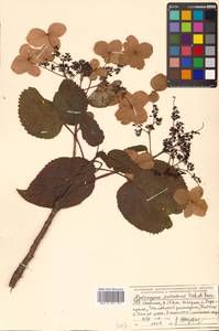 Hydrangea petiolaris Siebold & Zucc., Siberia, Russian Far East (S6) (Russia)