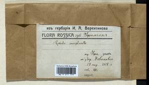 Radula complanata (L.) Dumort., Bryophytes, Bryophytes - South Urals (B14) (Russia)