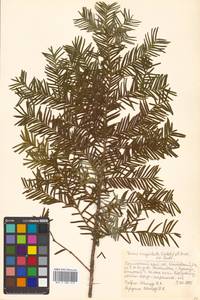 Taxus cuspidata Siebold & Zucc., Siberia, Russian Far East (S6) (Russia)