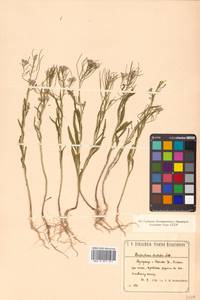 Dontostemon dentatus (Bunge) C. A. Mey. ex Ledeb., Siberia, Russian Far East (S6) (Russia)